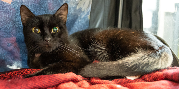 rspca call for information cat beaten in bag august 2019